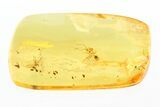 Fossil Ant (Myrmicinae) In Baltic Amber #270636-1